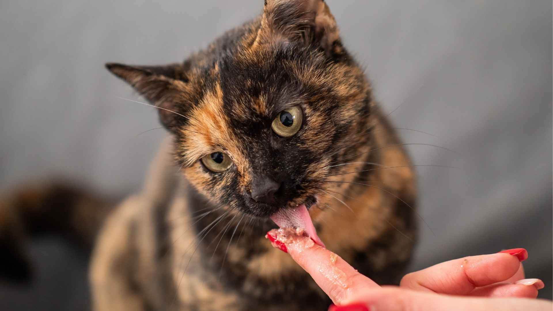 Gata lamiendo comida blanda